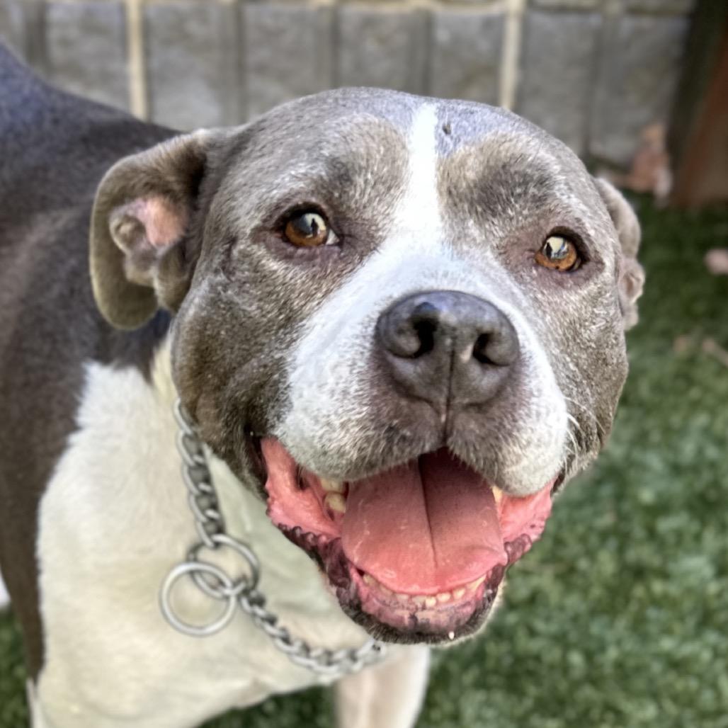 Enlarge Honey, a Adoptable Pit Bull Terrier in Dublin, CA image 1/6