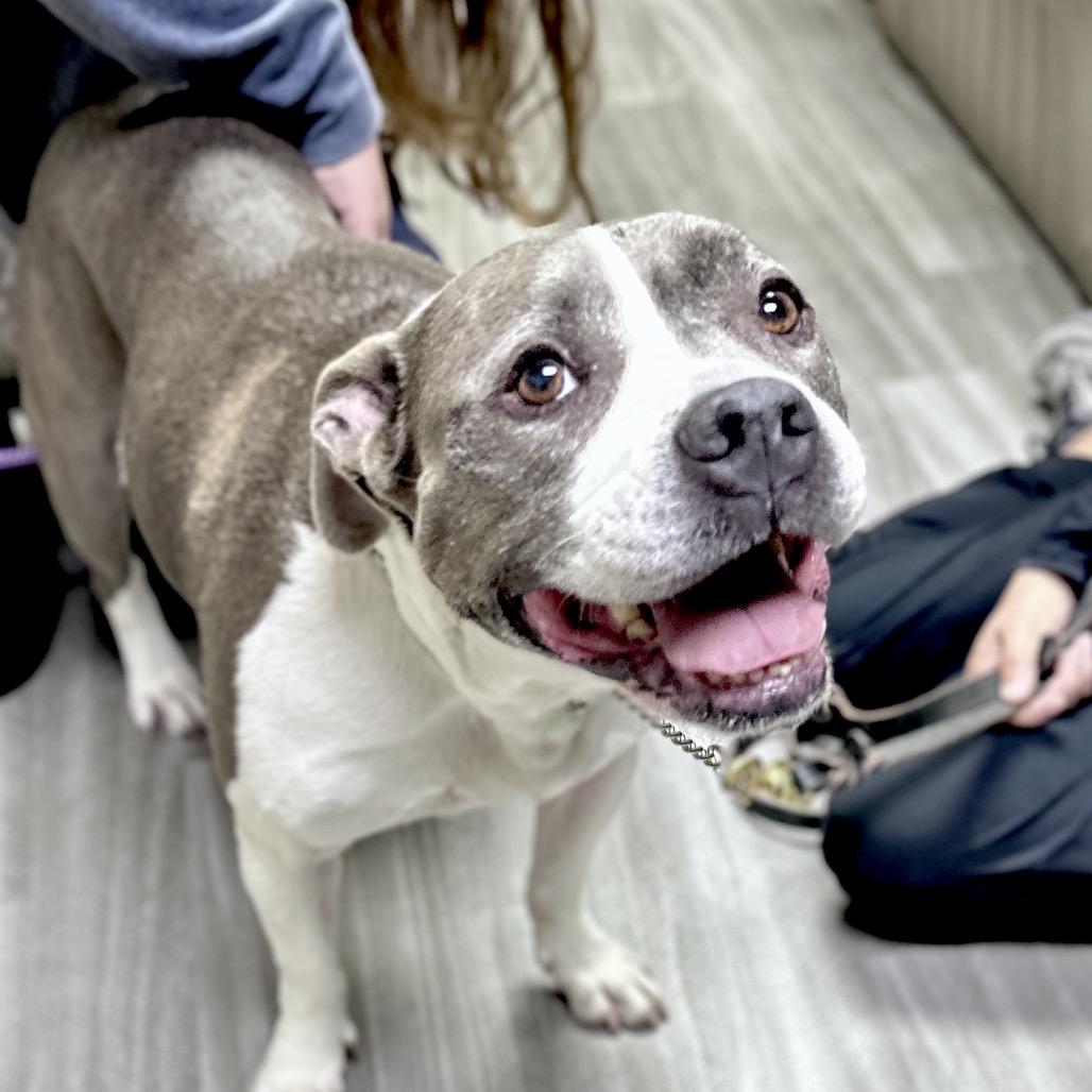 Enlarge Honey, a Adoptable Pit Bull Terrier in Dublin, CA image 3/6
