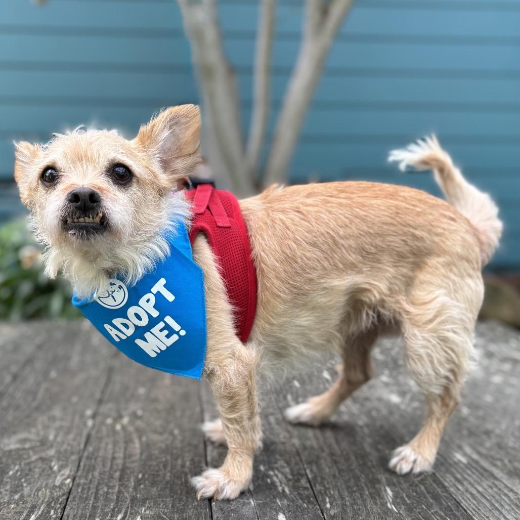 Flounder — thumbnail 2