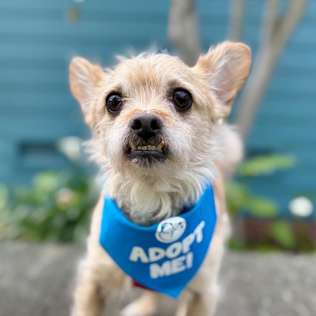 Flounder — thumbnail 3