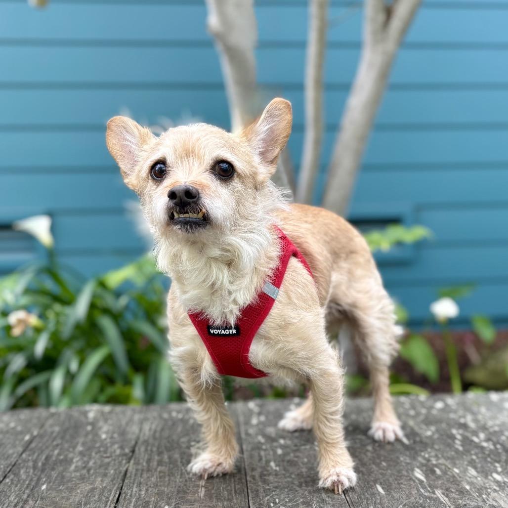 Flounder — thumbnail 4