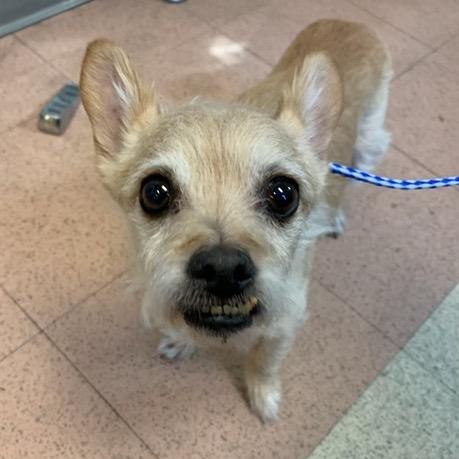 Flounder — thumbnail 5