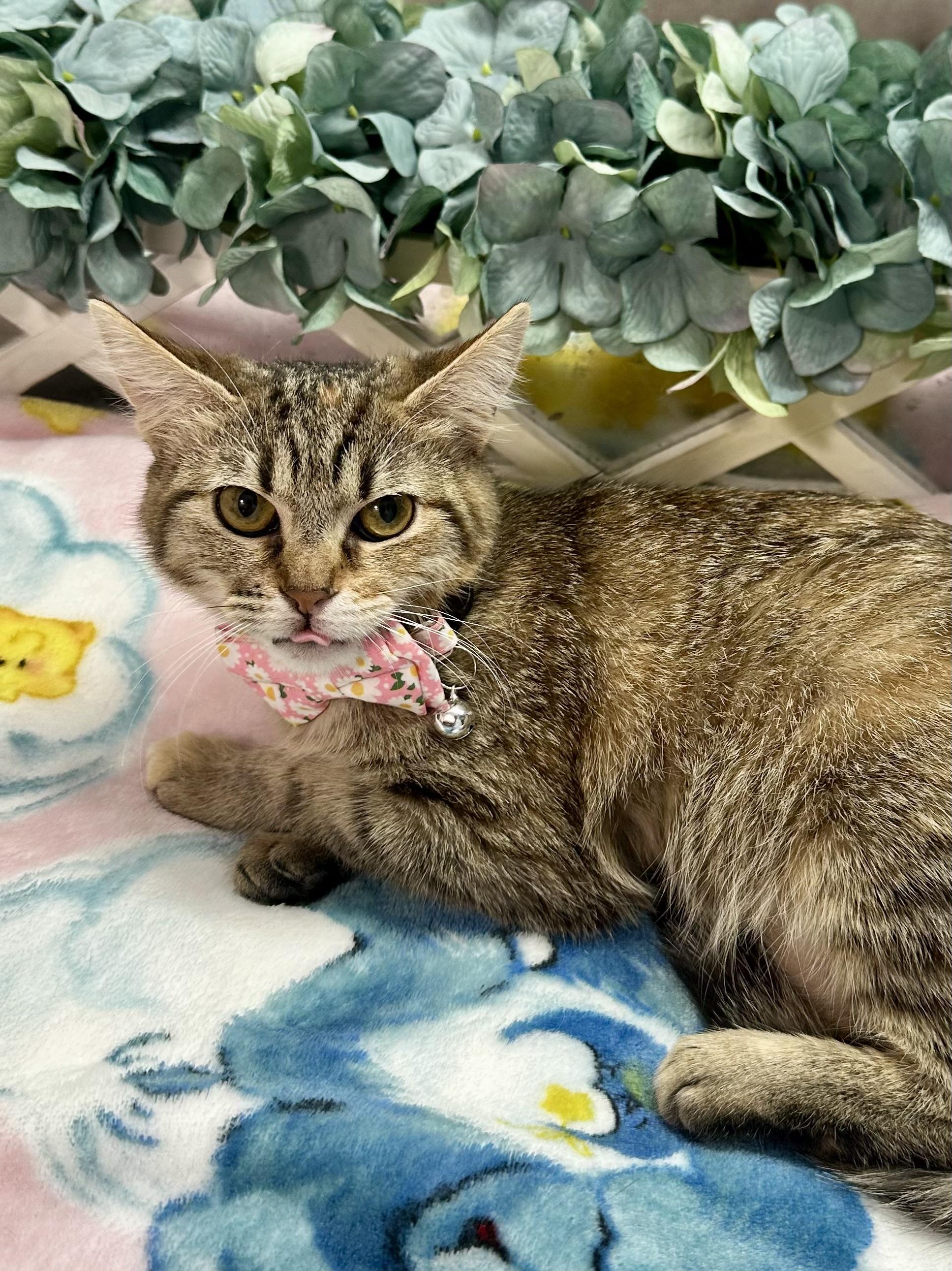 Enlarge Azuli-Kuykendahl Petsmart DS, a Adoptable Tabby in Spring, TX image 1/4