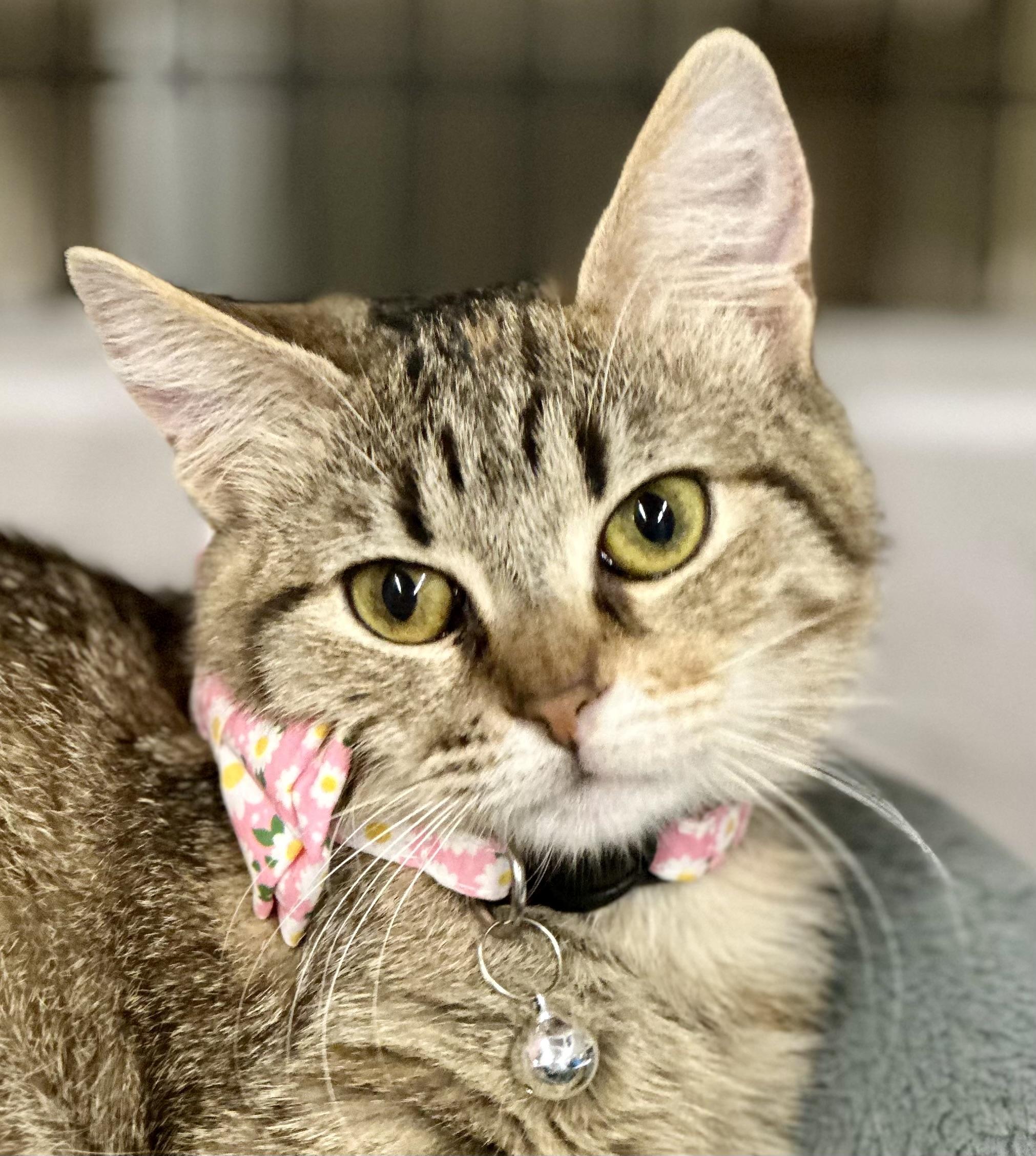 Enlarge Azuli-Kuykendahl Petsmart DS, a Adoptable Tabby in Spring, TX image 2/4