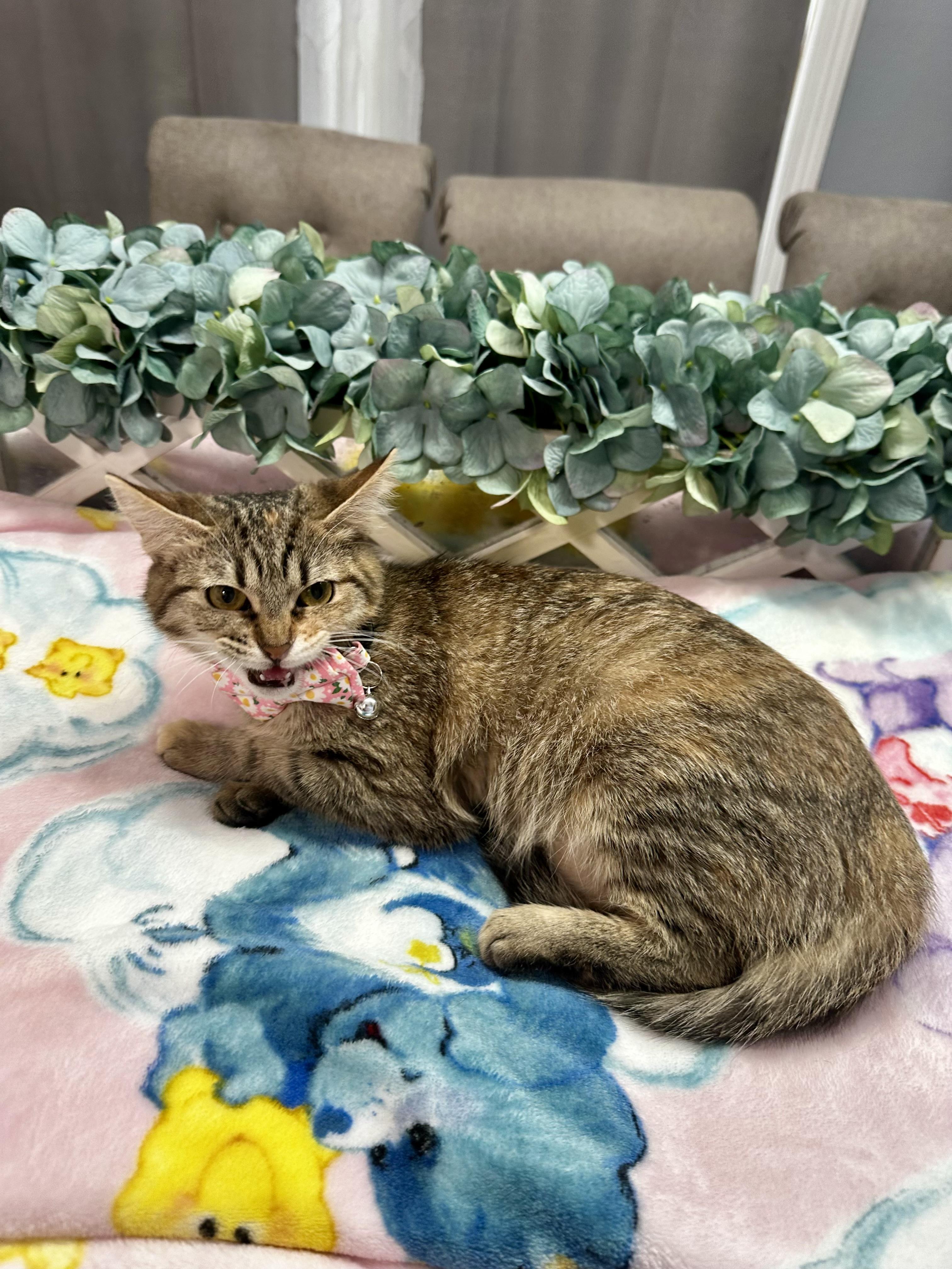 Enlarge Azuli-Kuykendahl Petsmart DS, a Adoptable Tabby in Spring, TX image 3/4