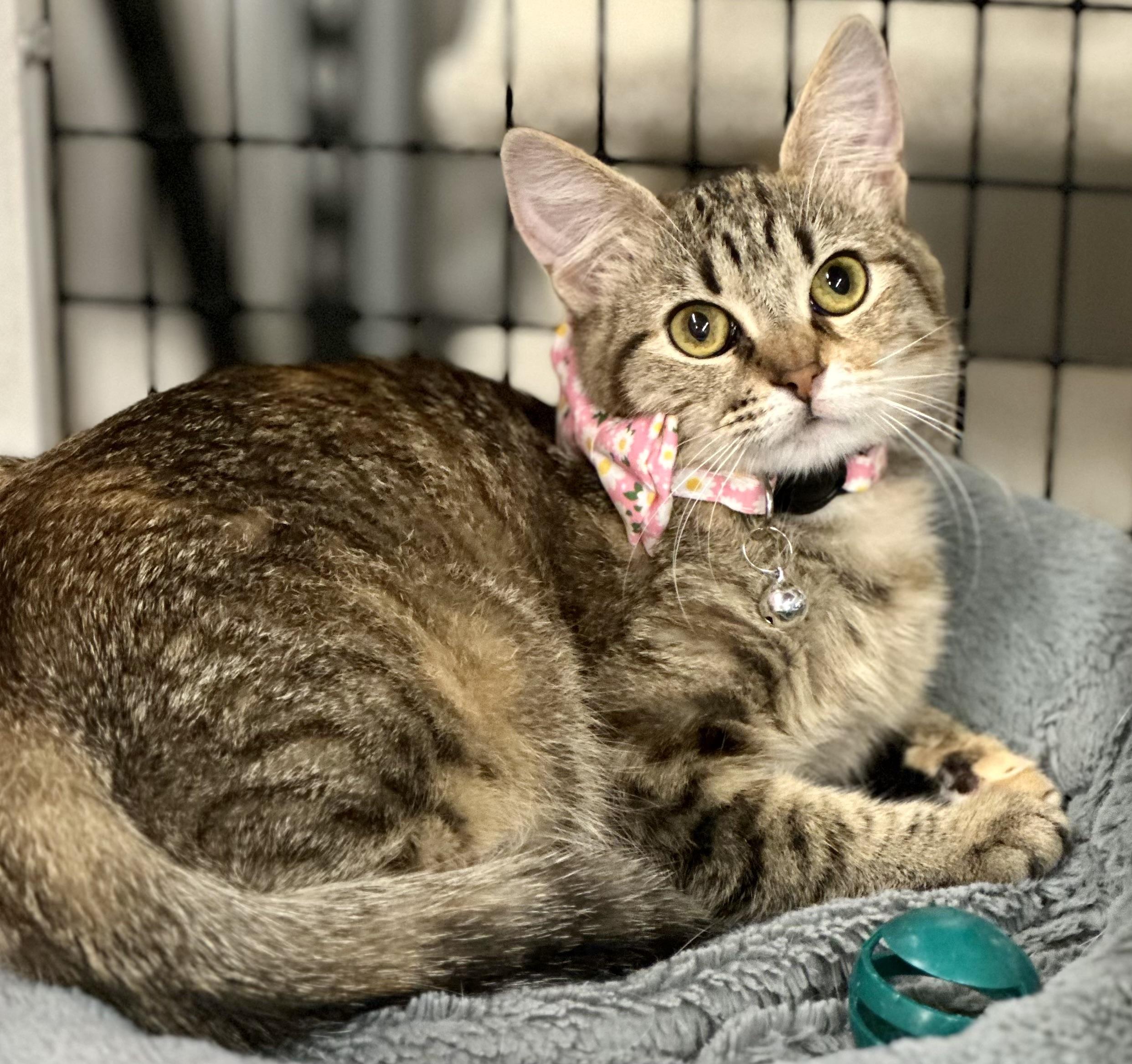Enlarge Azuli-Kuykendahl Petsmart DS, a Adoptable Tabby in Spring, TX image 4/4