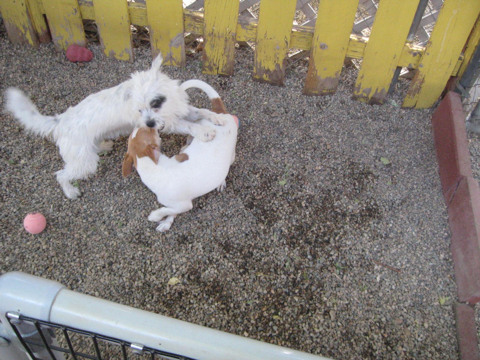 Enlarge Samantha - must go with Dylan, a Adoptable Terrier in Littlerock, CA image 2/3