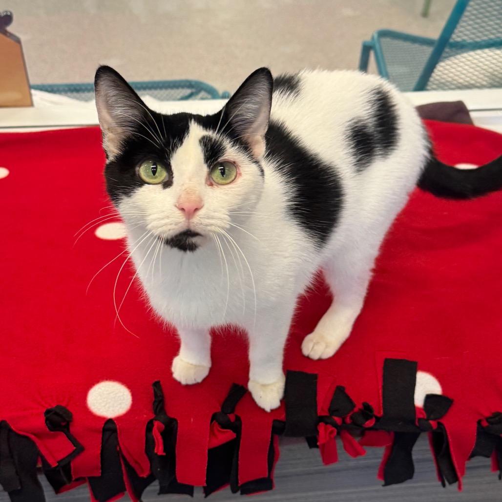 Enlarge Smoreo, a Adoptable Domestic Short Hair in Wheeling, IL image 2/6