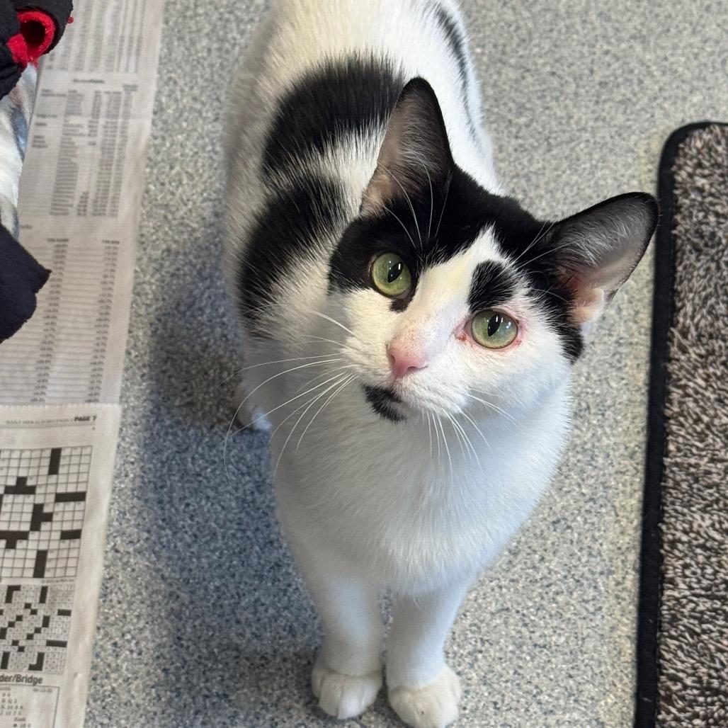 Enlarge Smoreo, a Adoptable Domestic Short Hair in Wheeling, IL image 3/6