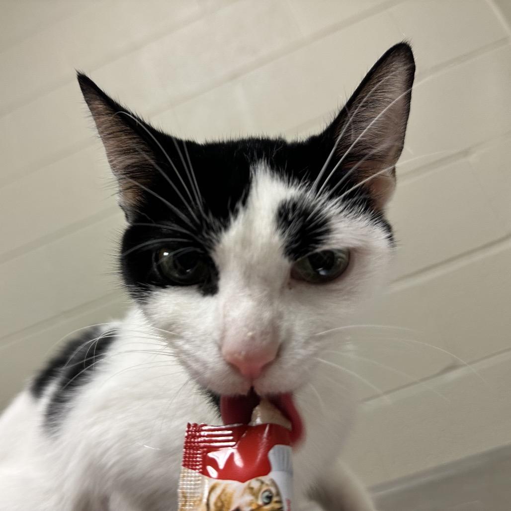 Enlarge Smoreo, a Adoptable Domestic Short Hair in Wheeling, IL image 4/6