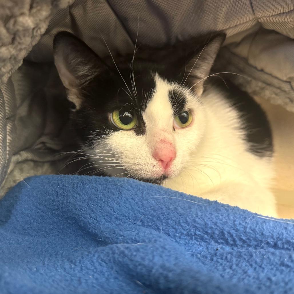 Enlarge Smoreo, a Adoptable Domestic Short Hair in Wheeling, IL image 6/6