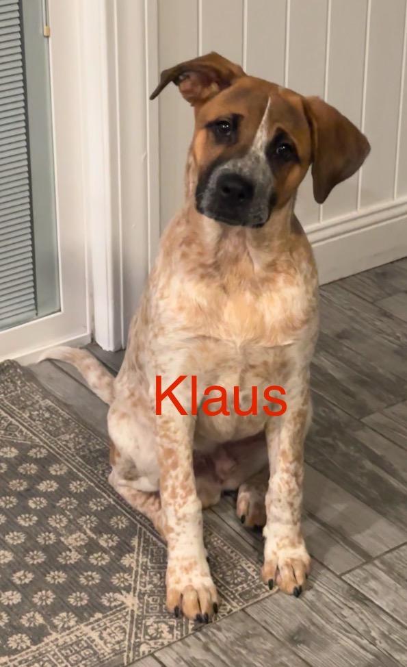 Klaus, Adopted, Puppy Male Labrador Retriever & Australian Cattle Dog / Blue Heeler.