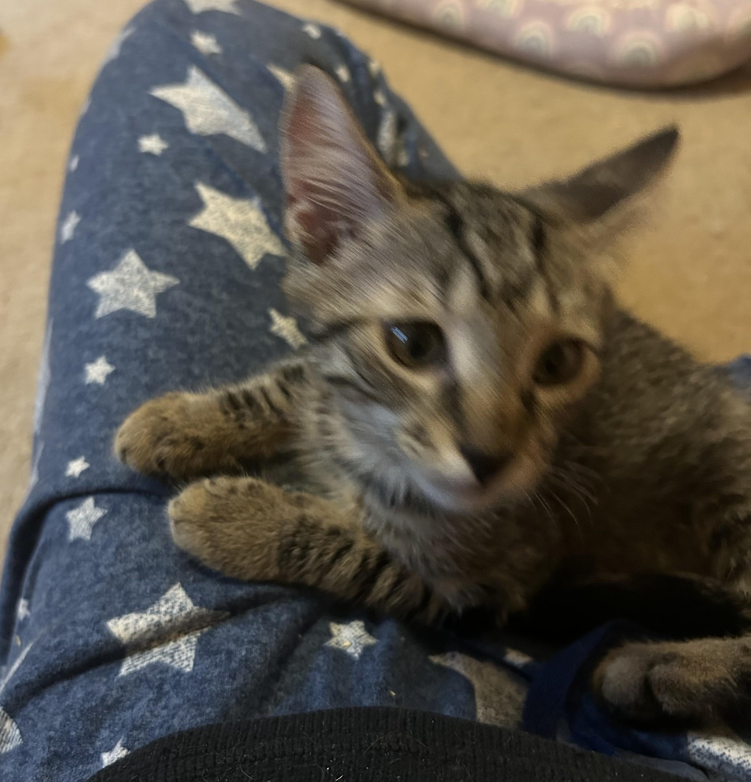 Winston-7/10/26, an adopted Tabby in Lambertville, NJ image 3/3