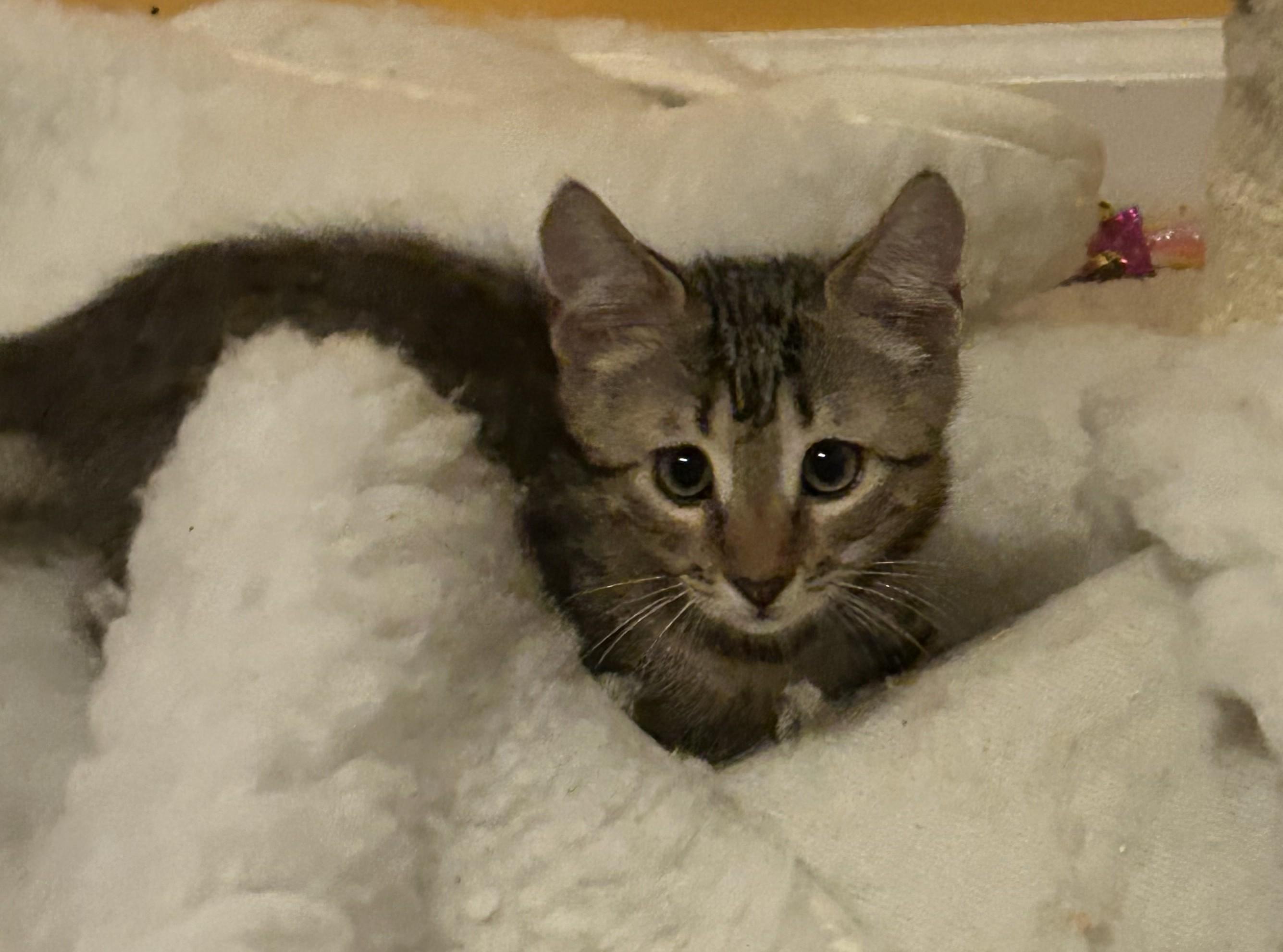 Winston-7/10/26, adopted, Kitten Male Tabby.