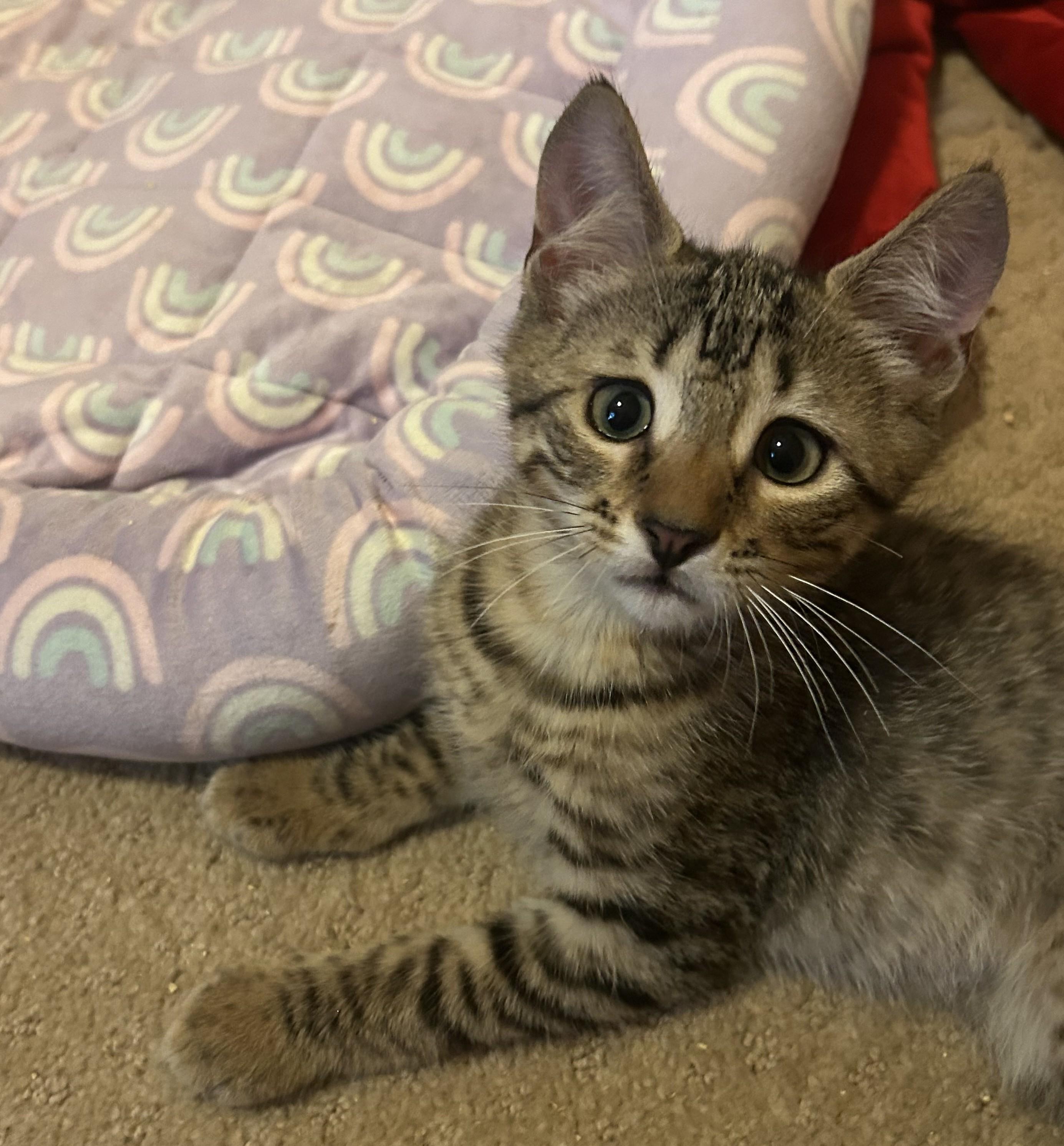 Winston-7/10/26, an adopted Tabby in Lambertville, NJ image 2/3