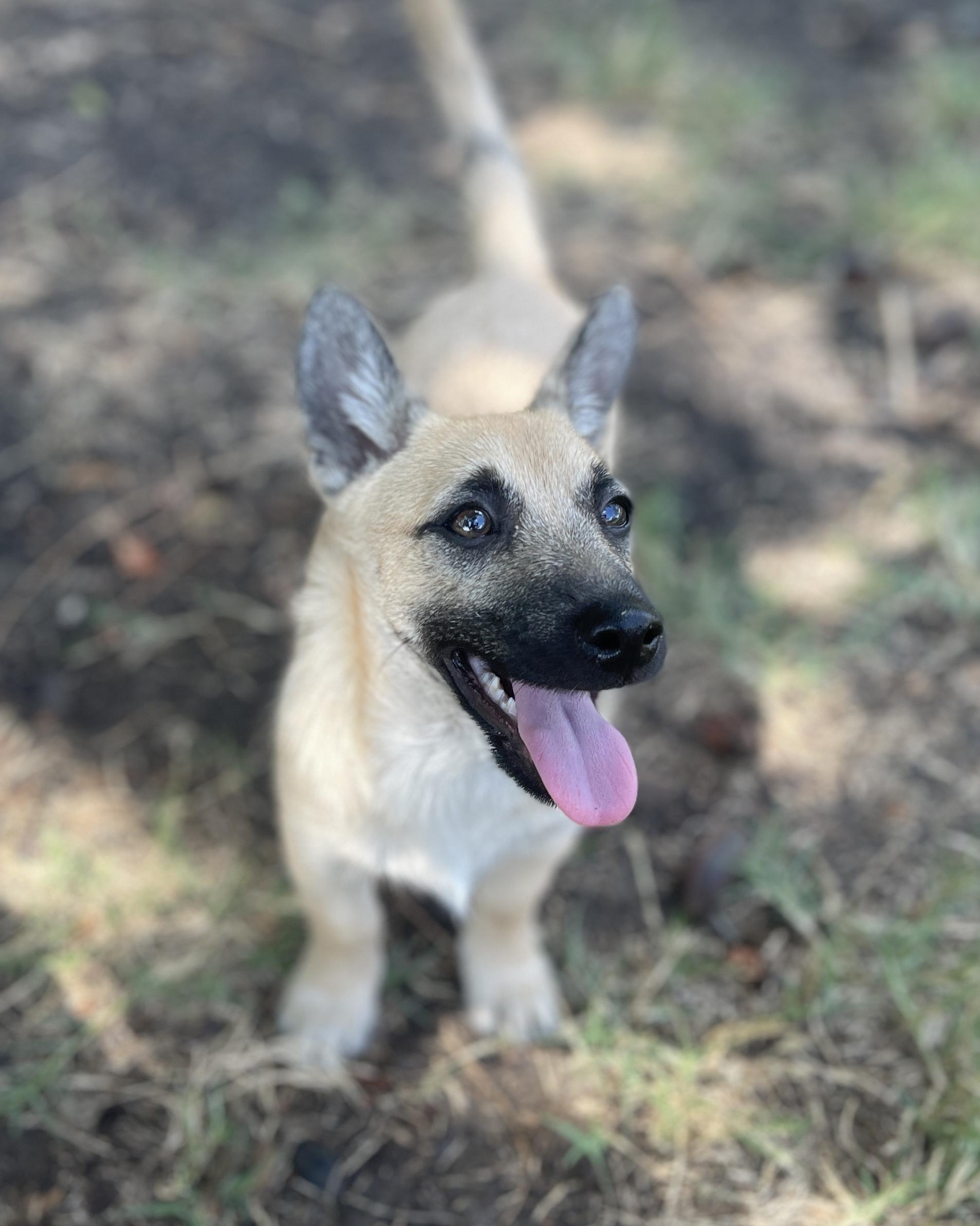 Enlarge Hawkeye, a Adoptable mixed breed in Frisco, TX image 4/4
