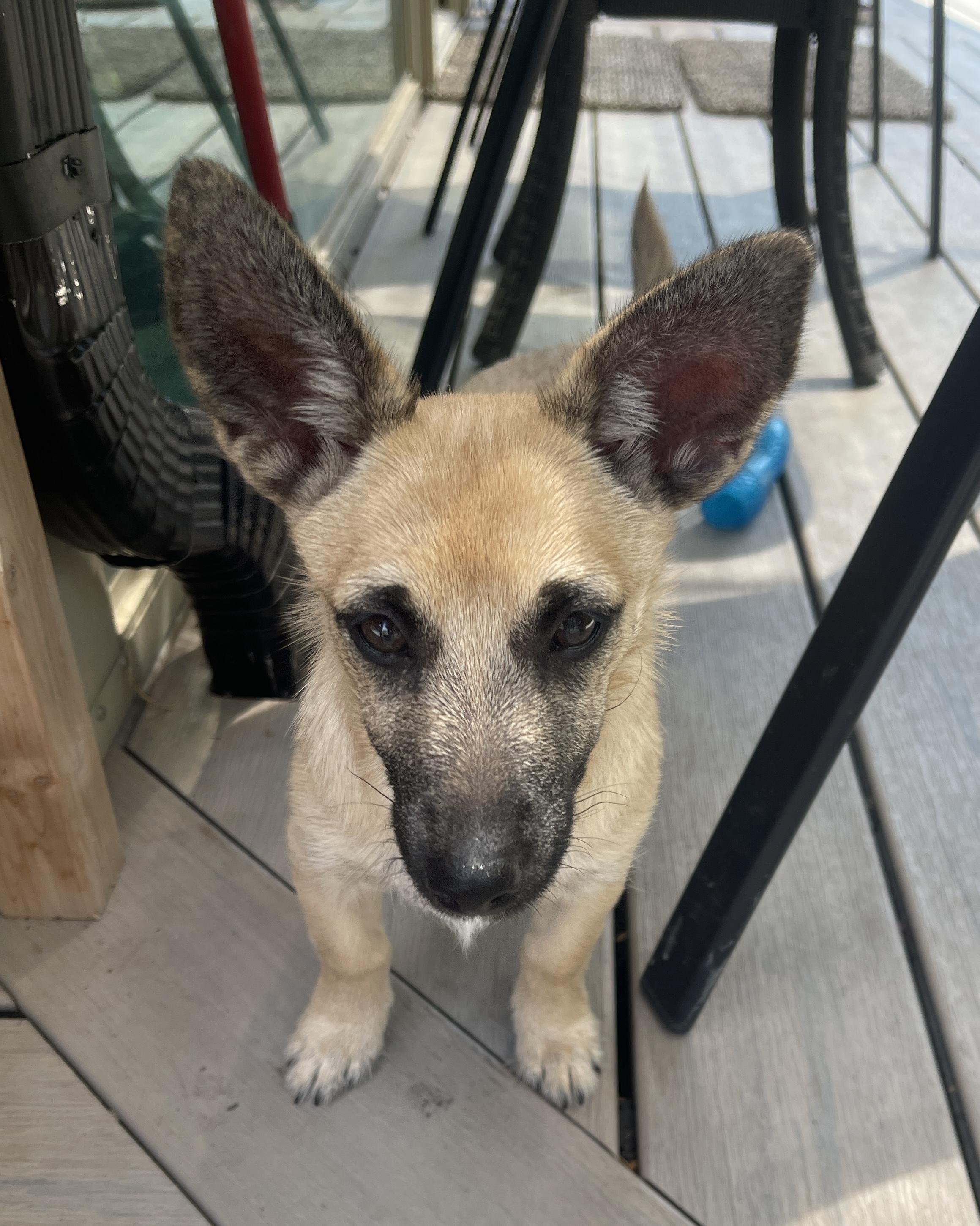 Enlarge Hawkeye, a Adoptable mixed breed in Frisco, TX image 2/4