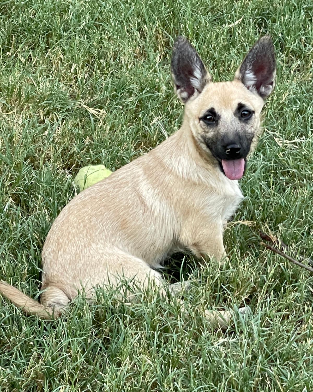 Enlarge Hawkeye, a Adoptable mixed breed in Frisco, TX image 3/4