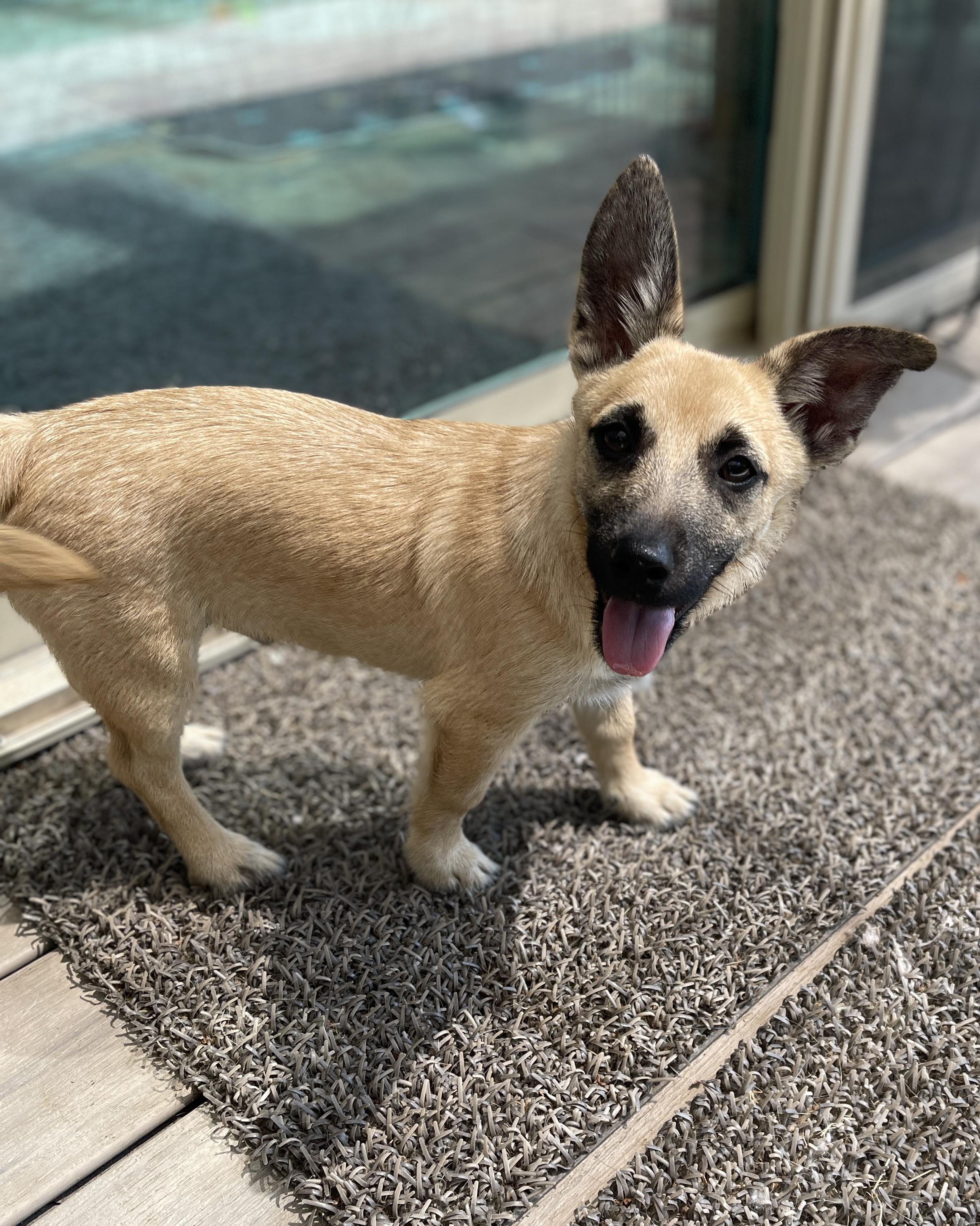 Enlarge Hawkeye, a Adoptable mixed breed in Frisco, TX image 1/4