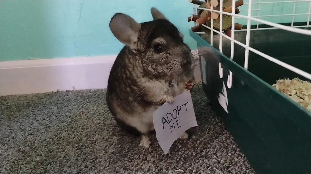 Titanmus, Adopted, Young Female Chinchilla.