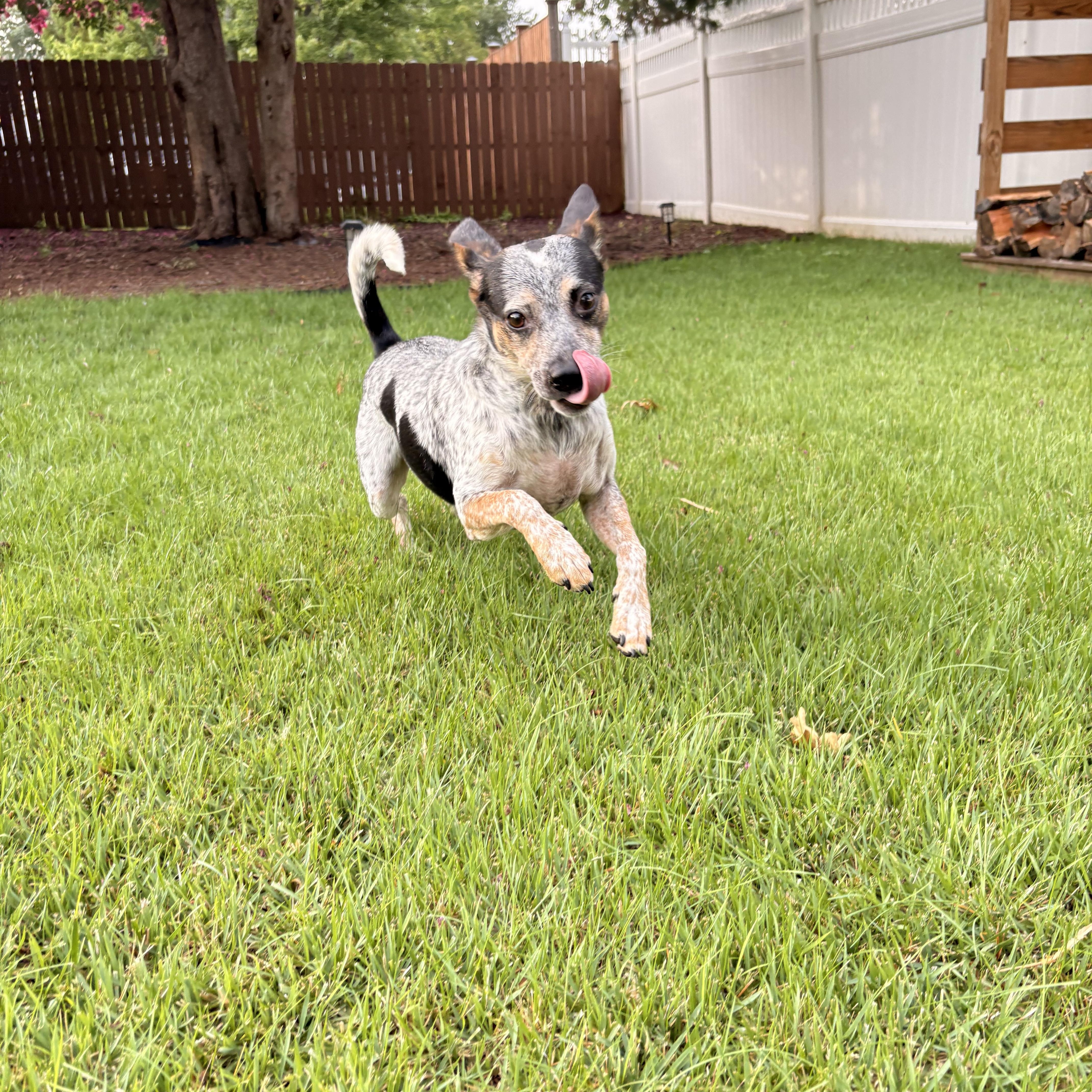 Enlarge Kiko, a Adoptable mixed breed in Ellicott City, MD image 2/4