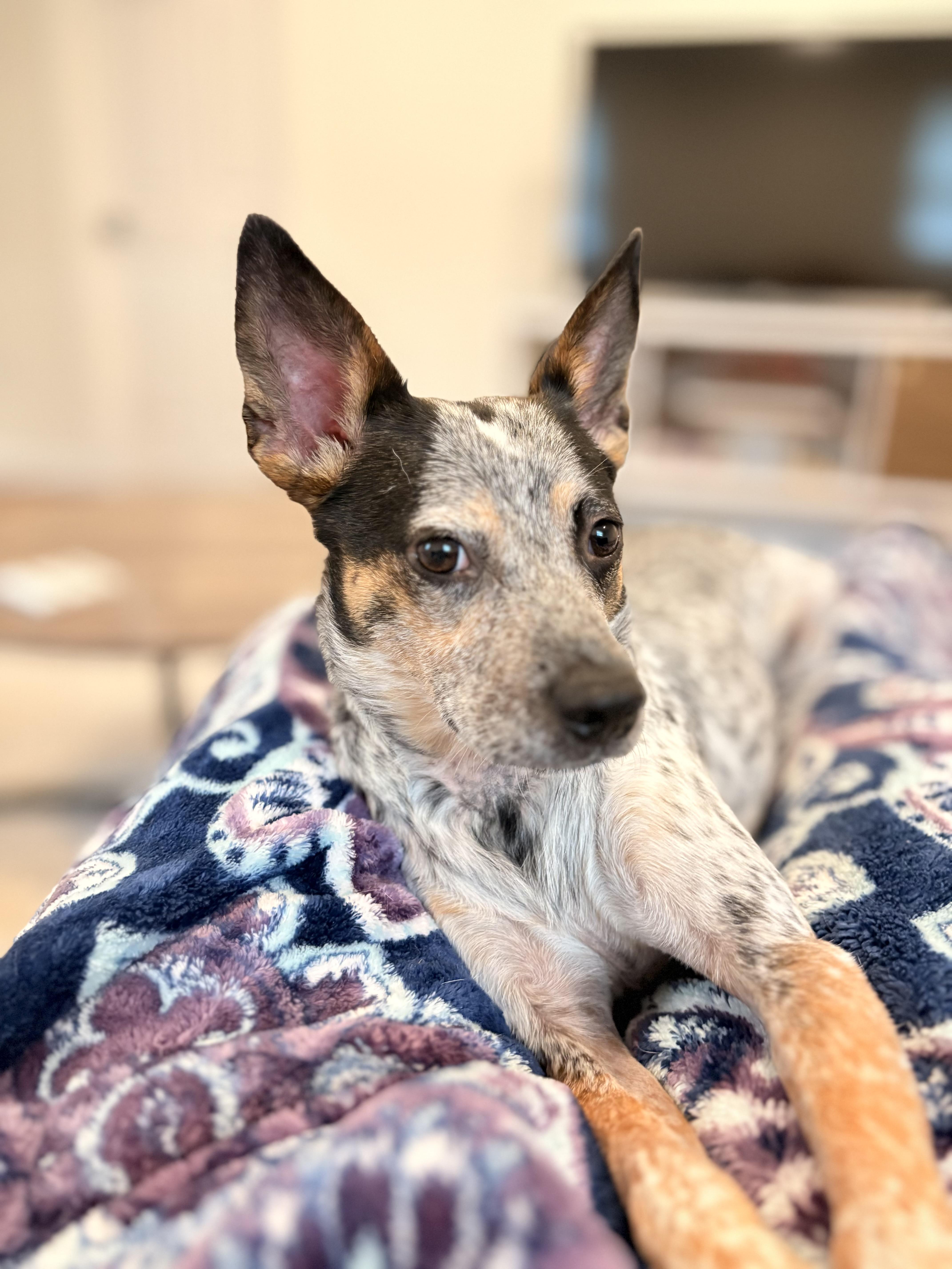 Enlarge Kiko, a Adoptable mixed breed in Ellicott City, MD image 3/4