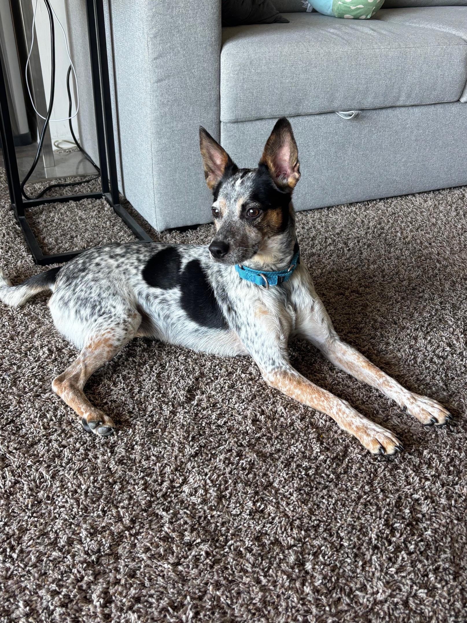 Kiko, ADOPTABLE, Young Male Australian Cattle Dog / Blue Heeler.