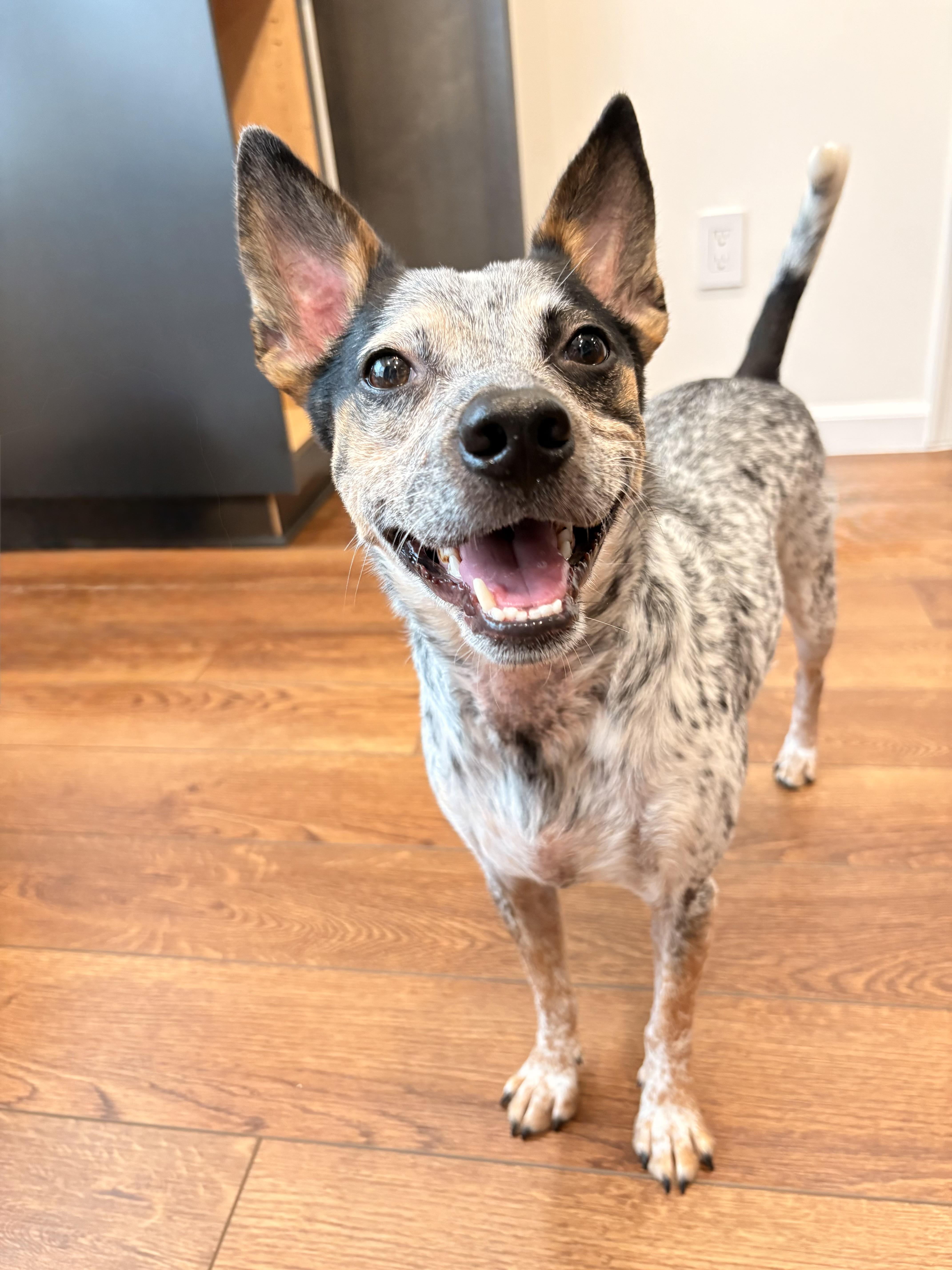Kiko, Adoptable, Young Male Australian Cattle Dog / Blue Heeler.