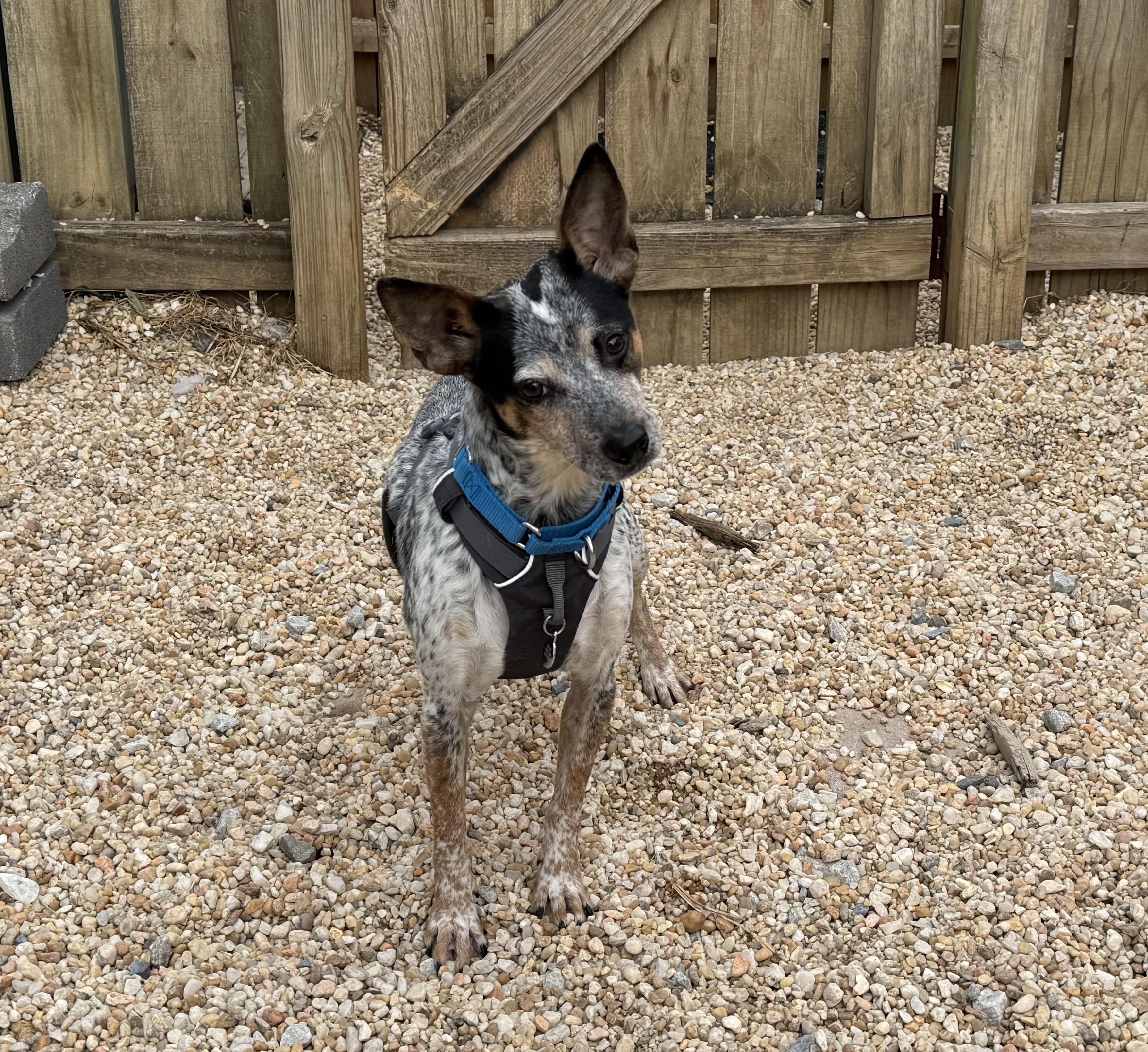 Enlarge Kiko, a ADOPTABLE mixed breed in Ellicott City, MD image 1/1