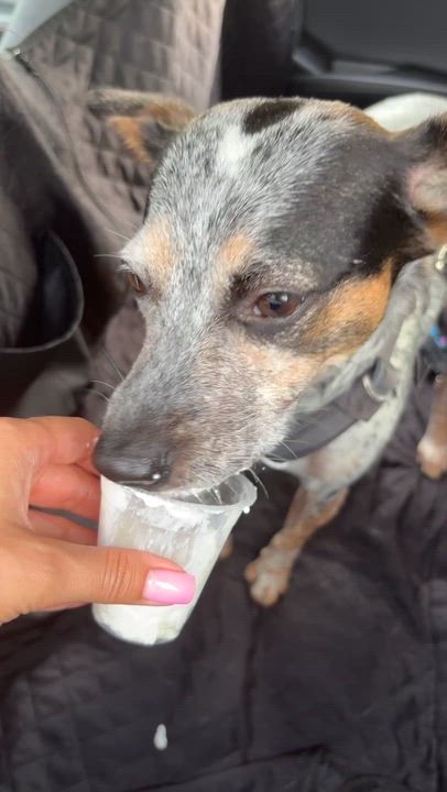 Enlarge Kiko, a Adoptable mixed breed in Ellicott City, MD video 4/4