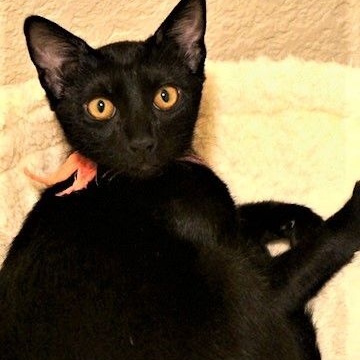 Enlarge Chia, a Adoptable Domestic Short Hair in Trabuco Canyon, CA image 4/4