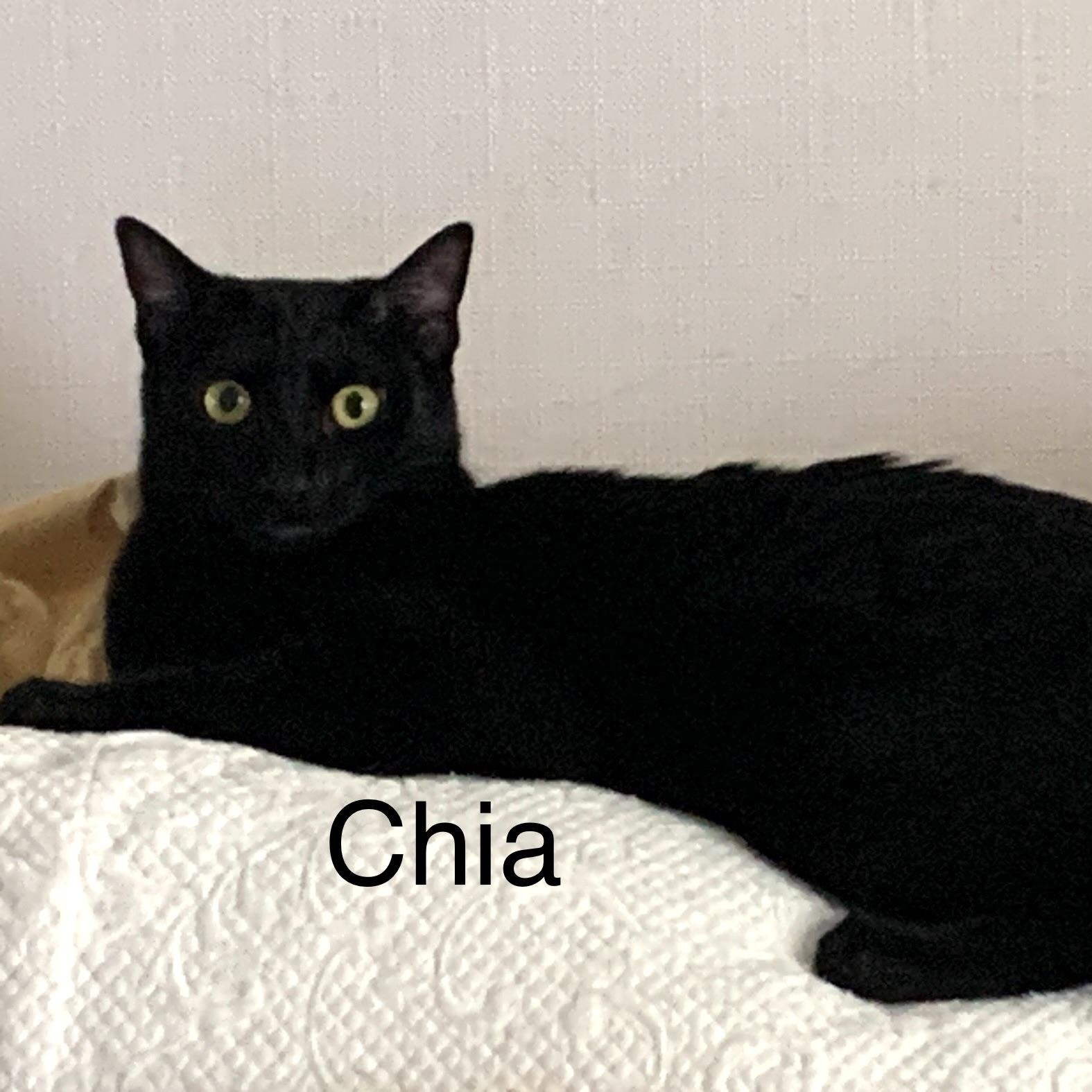 Enlarge Chia, a Adoptable Domestic Short Hair in Trabuco Canyon, CA image 1/4