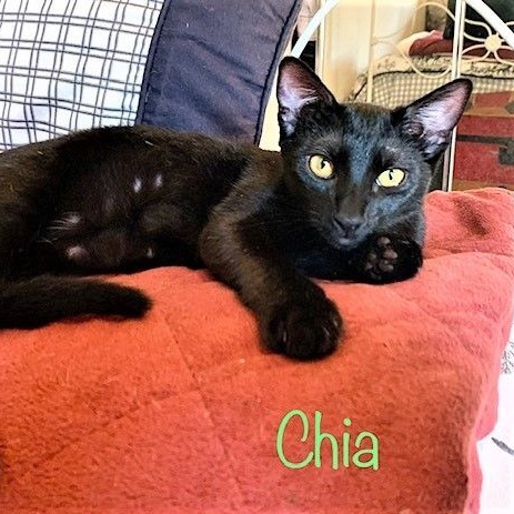 Enlarge Chia, a Adoptable Domestic Short Hair in Trabuco Canyon, CA image 2/4