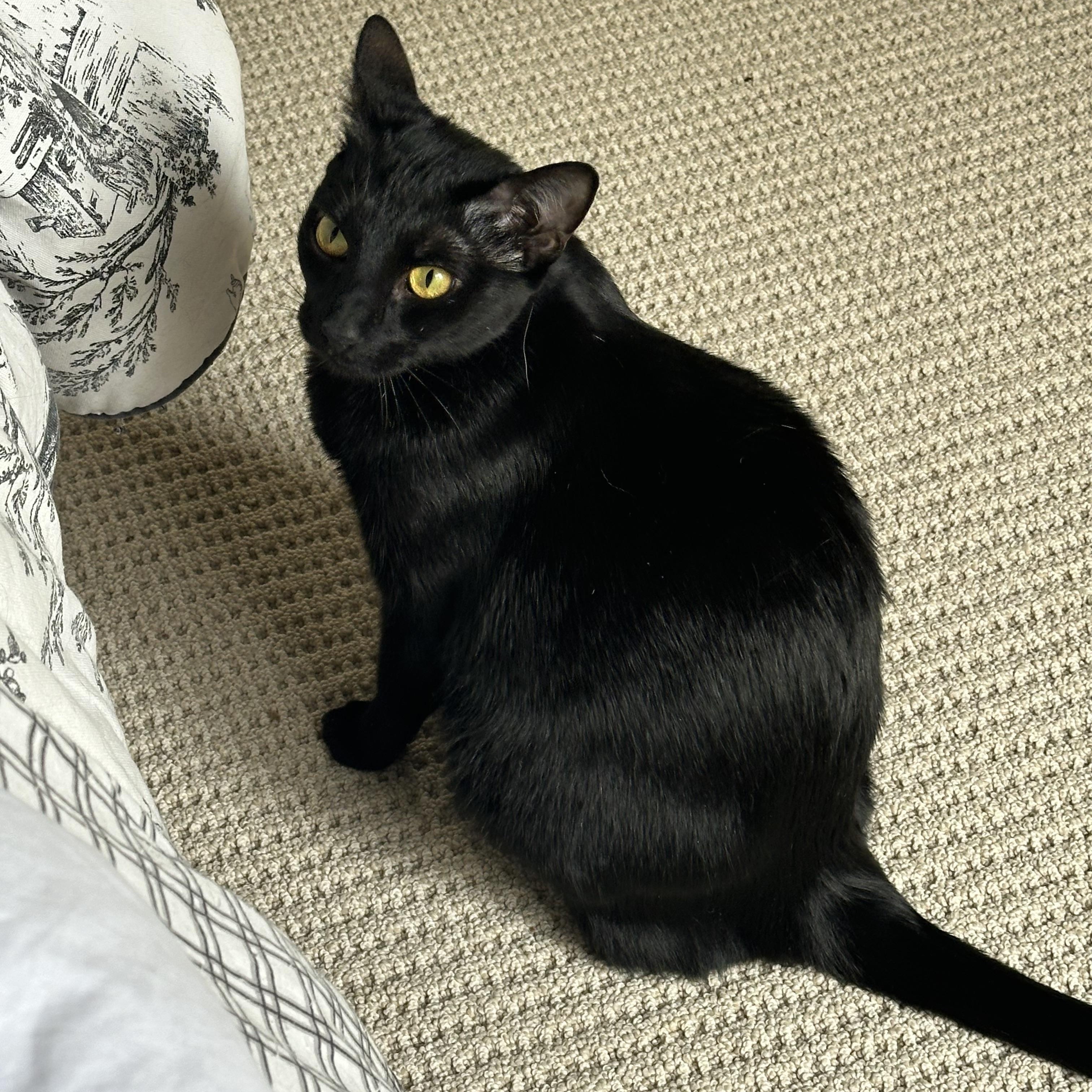 Enlarge Chia, a Adoptable Domestic Short Hair in Trabuco Canyon, CA image 3/4