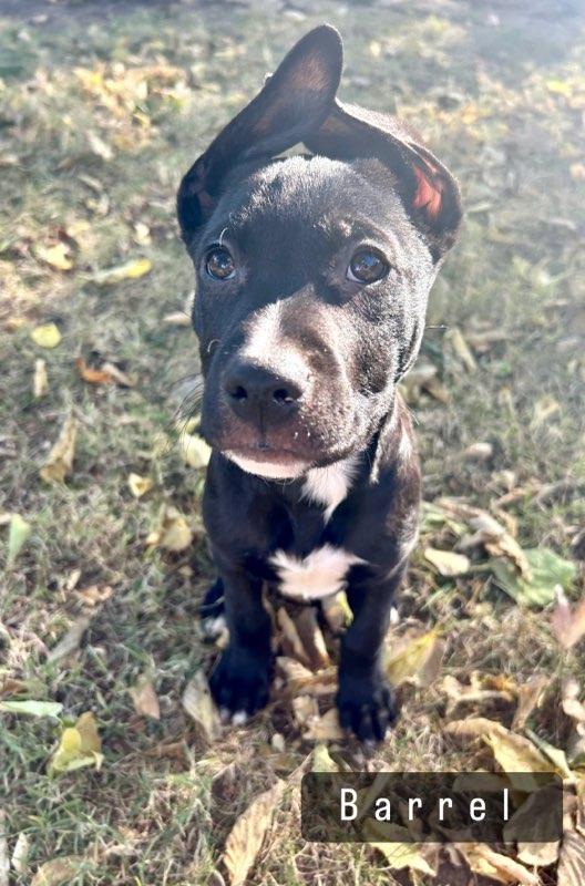Enlarge Barrel, an adopted mixed breed in Joliet, IL image 1/1