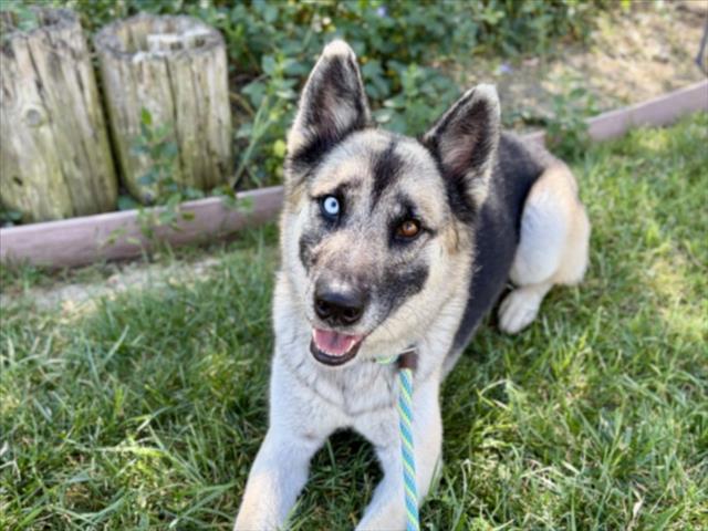 TIPS, Adoptable, Adult Male German Shepherd Dog.