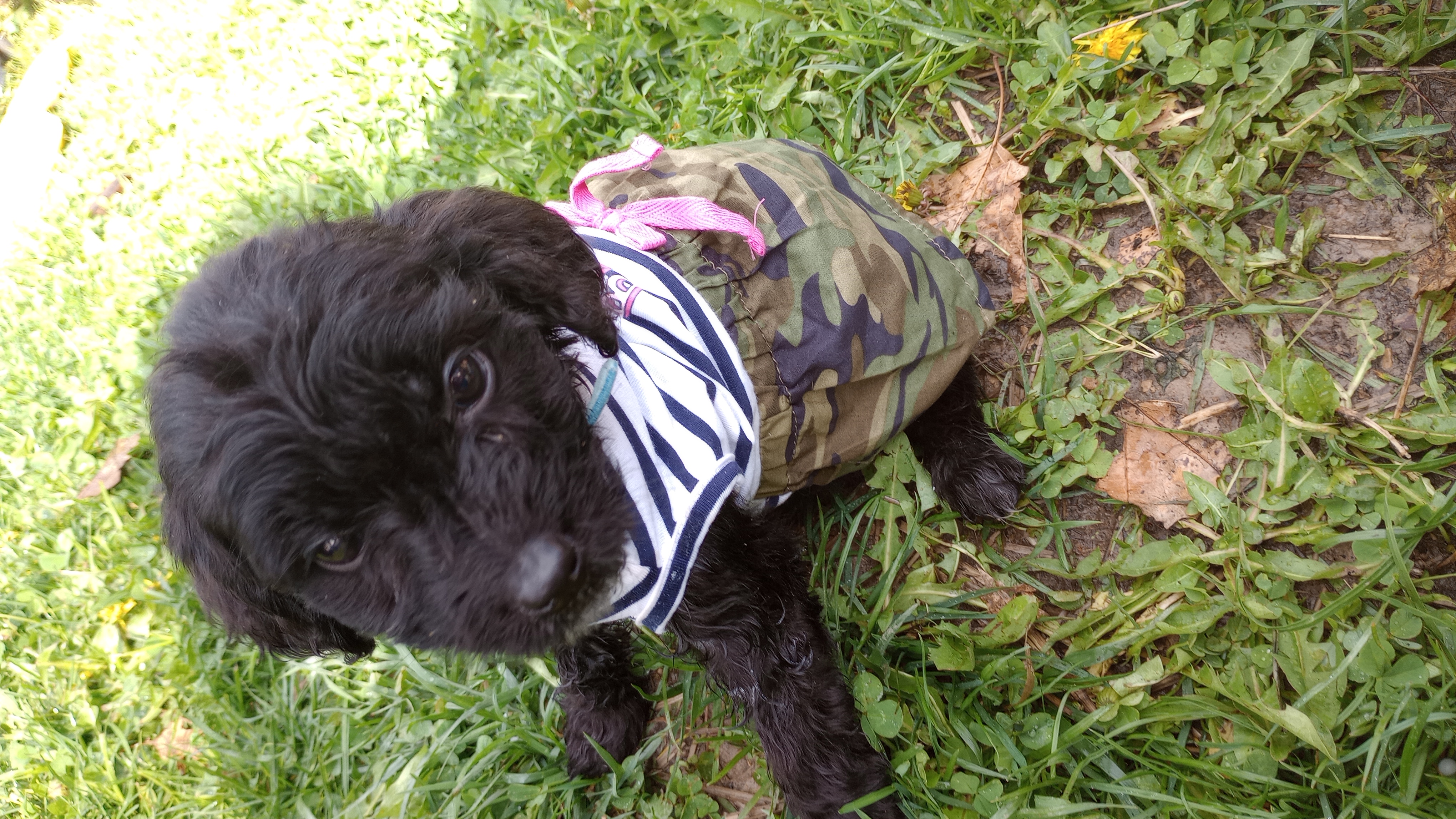 Miss Bionca, Adopted, Puppy Female Aussiedoodle & Great Pyrenees.