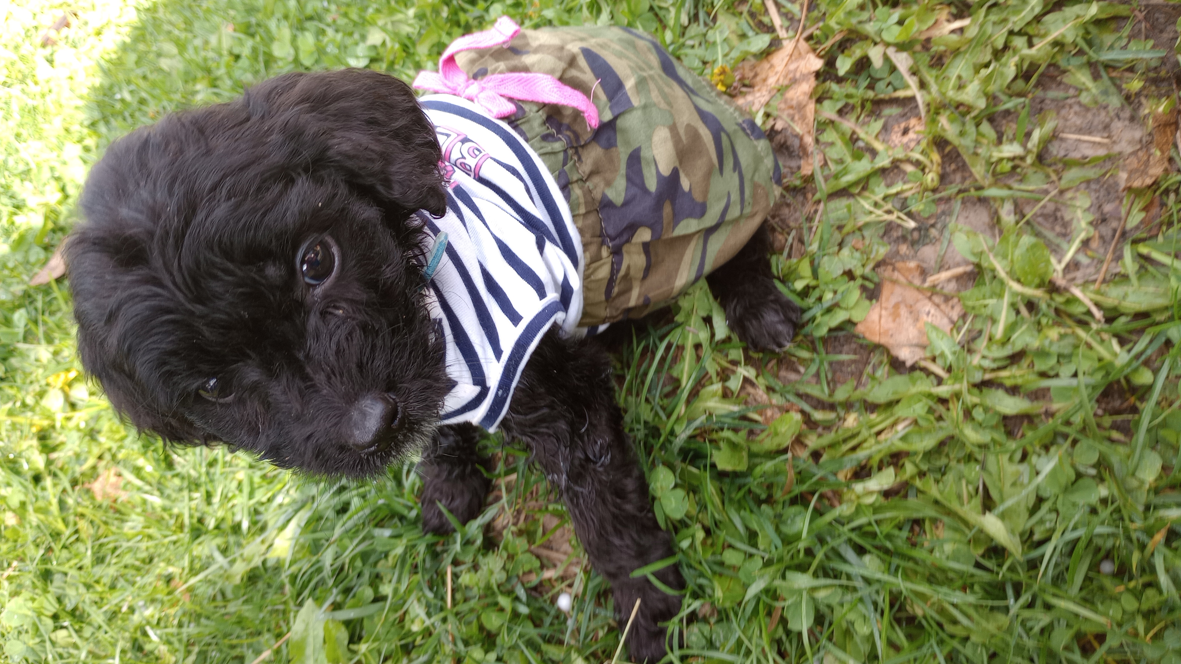 Enlarge Miss Bionca, a Adopted mixed breed in Mauston, WI image 2/4