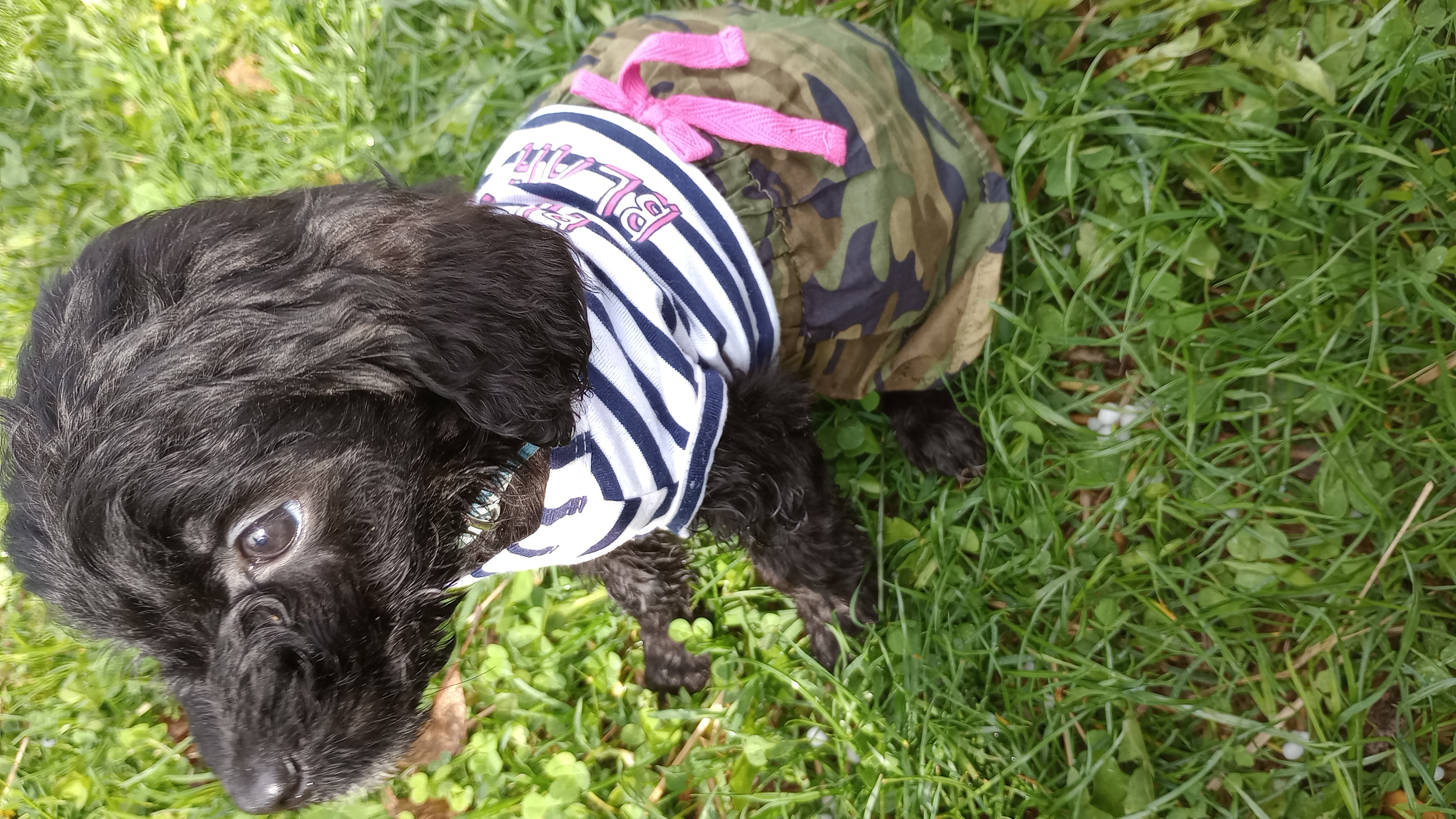 Enlarge Miss Bionca, a Adopted mixed breed in Mauston, WI image 3/4