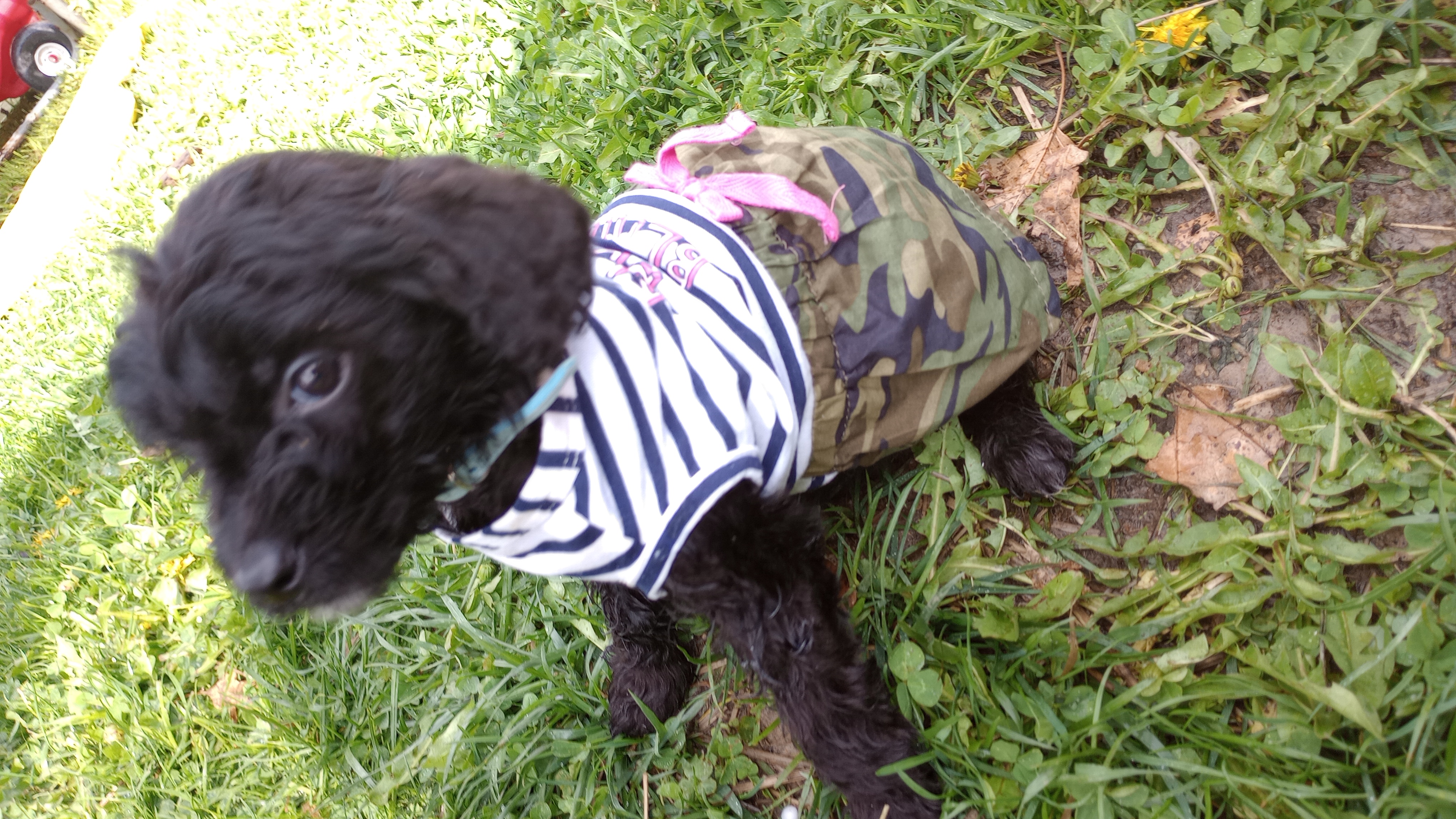 Enlarge Miss Bionca, a Adopted mixed breed in Mauston, WI image 4/4