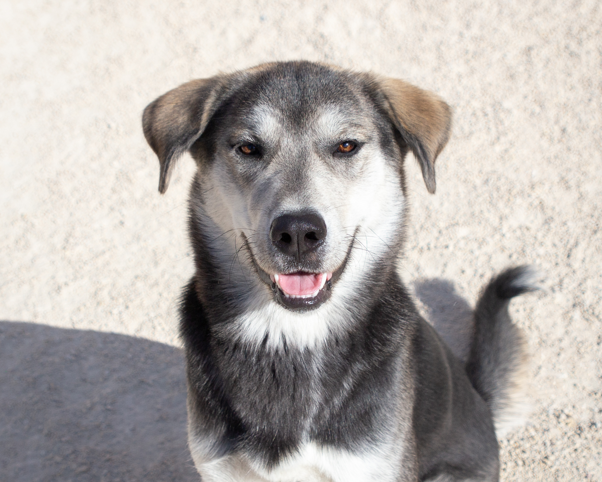 Dog for adoption Lacey, a German Shepherd Dog in Winnipeg, MB Petfinder