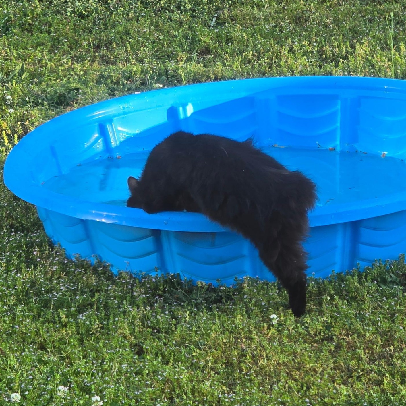 Enlarge McMuffin, a Adoptable Domestic Short Hair in Warrior, AL image 6/6