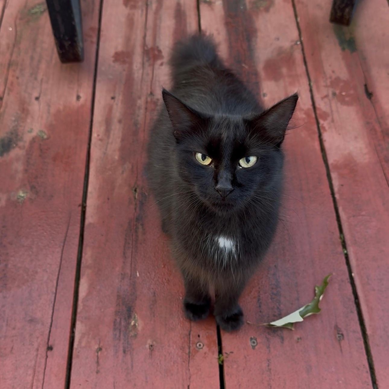 Enlarge McMuffin, a Adoptable Domestic Short Hair in Warrior, AL image 1/6