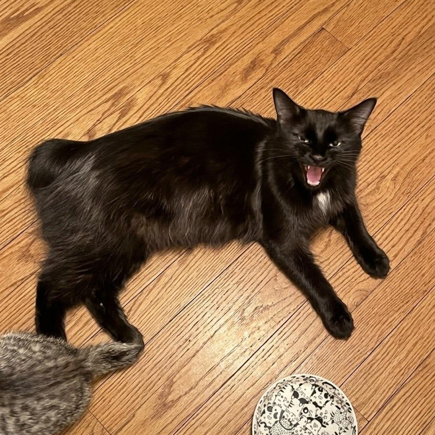 Enlarge McMuffin, a Adoptable Domestic Short Hair in Warrior, AL image 2/6
