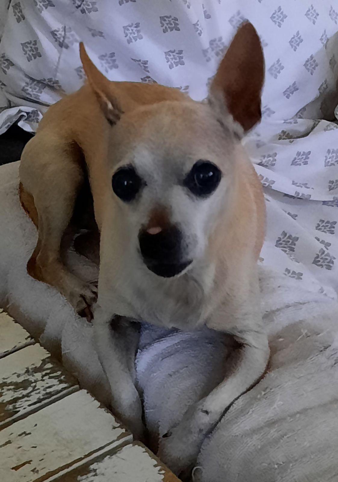 Enlarge WALTER, a Adoptable mixed breed in Los Angeles, CA image 1/3