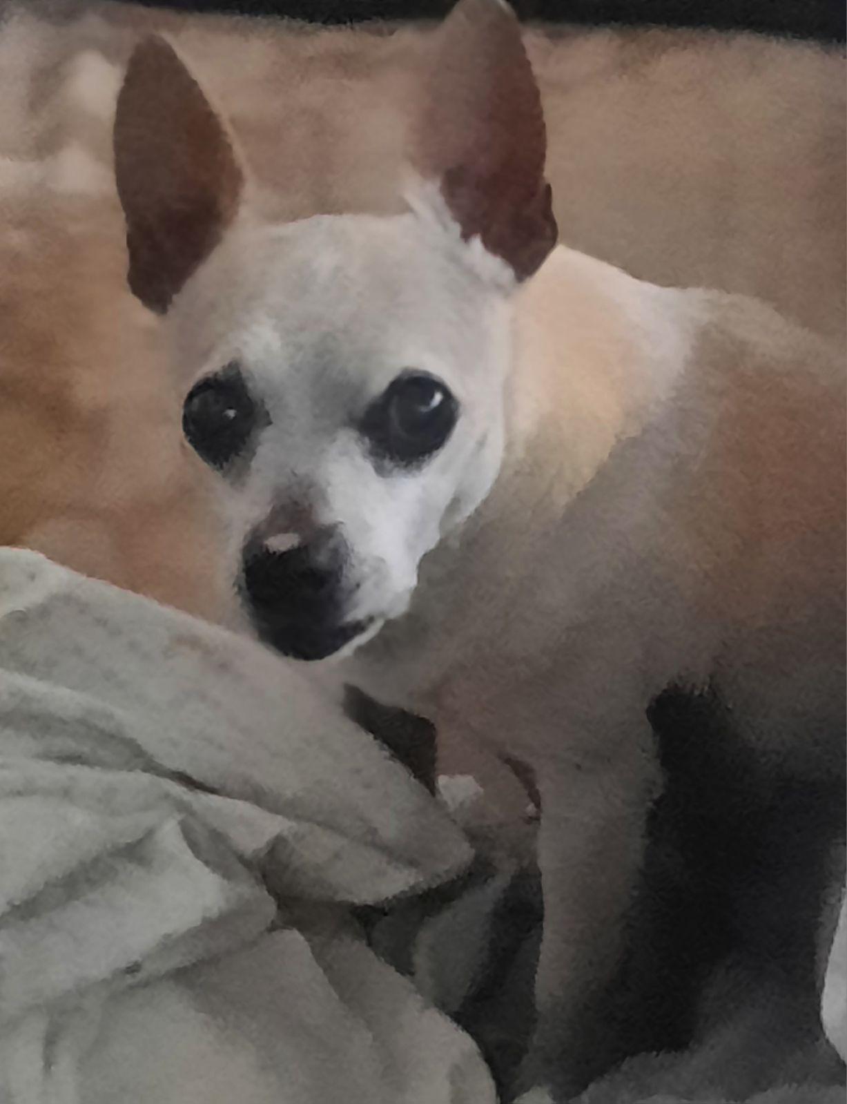 Enlarge WALTER, a Adoptable mixed breed in Los Angeles, CA image 2/3