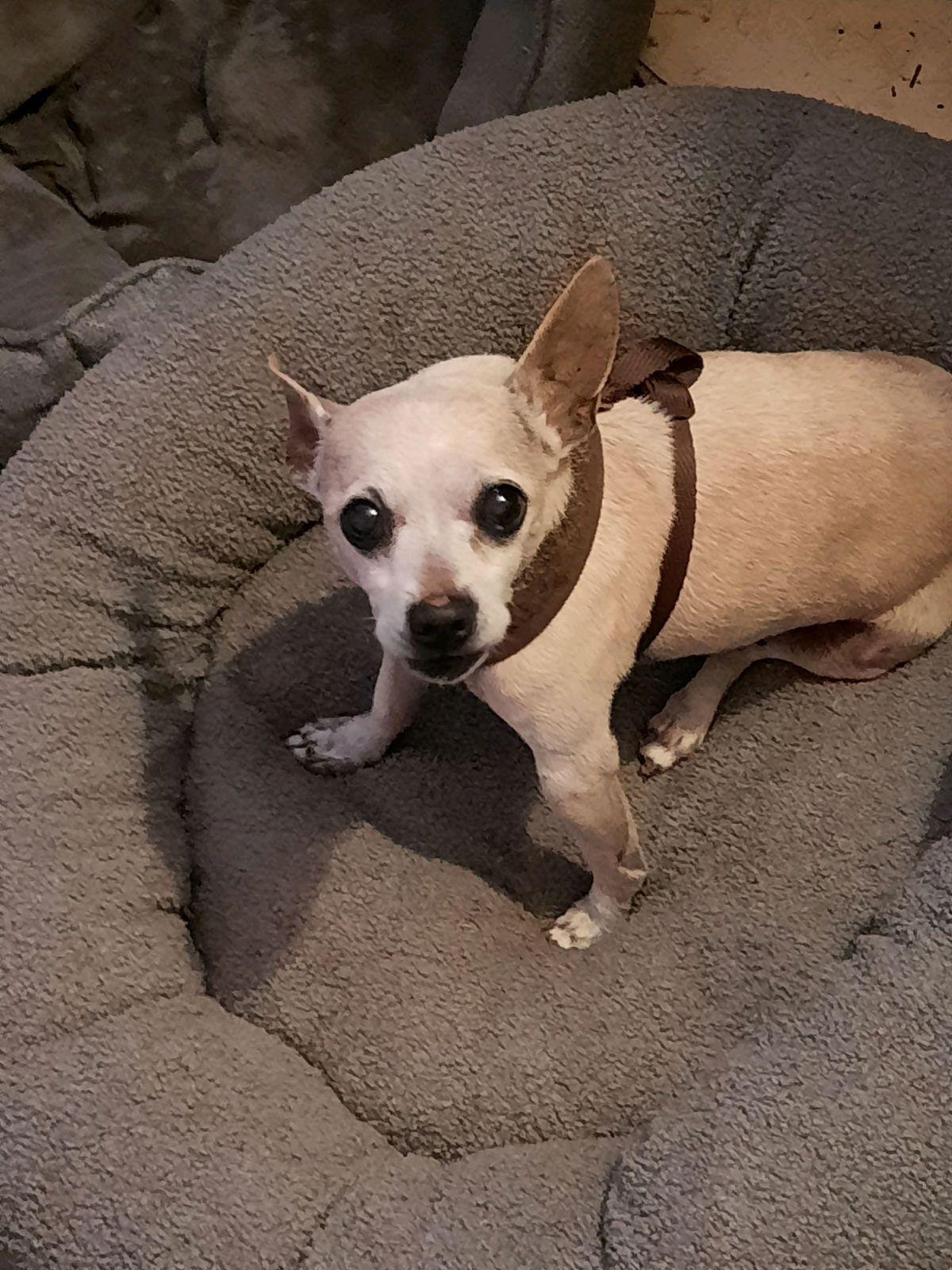 Enlarge WALTER, a Adoptable mixed breed in Los Angeles, CA image 3/3