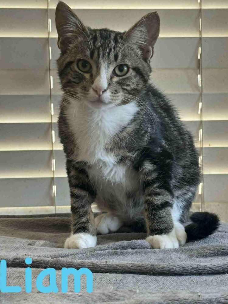 Enlarge Liam, a Adoptable mixed breed in Manteca, CA image 1/1