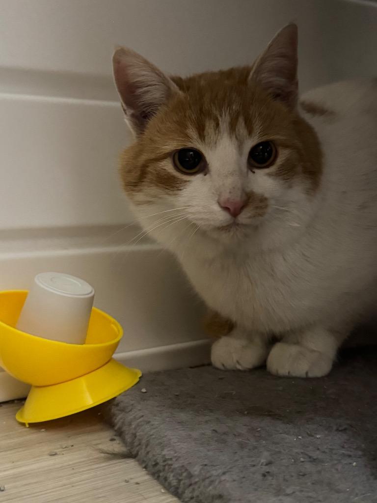 Spammy, Adoptable, Young Female Domestic Short Hair.