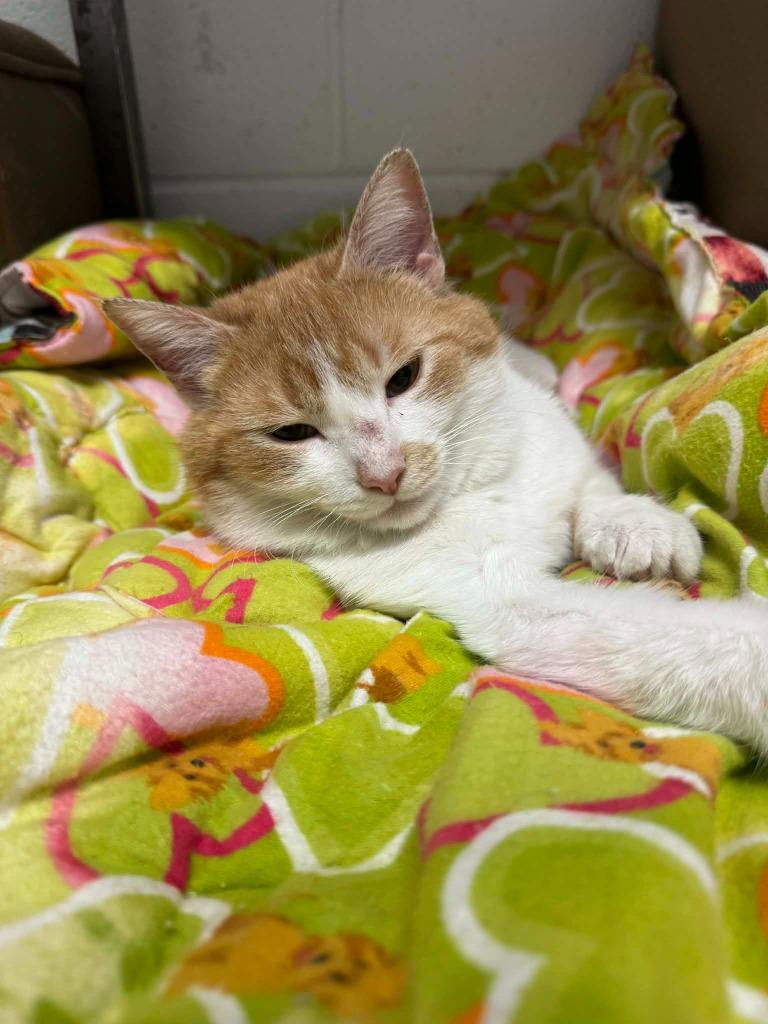 Enlarge Spammy, a Adoptable mixed breed in Marion, OH image 2/2